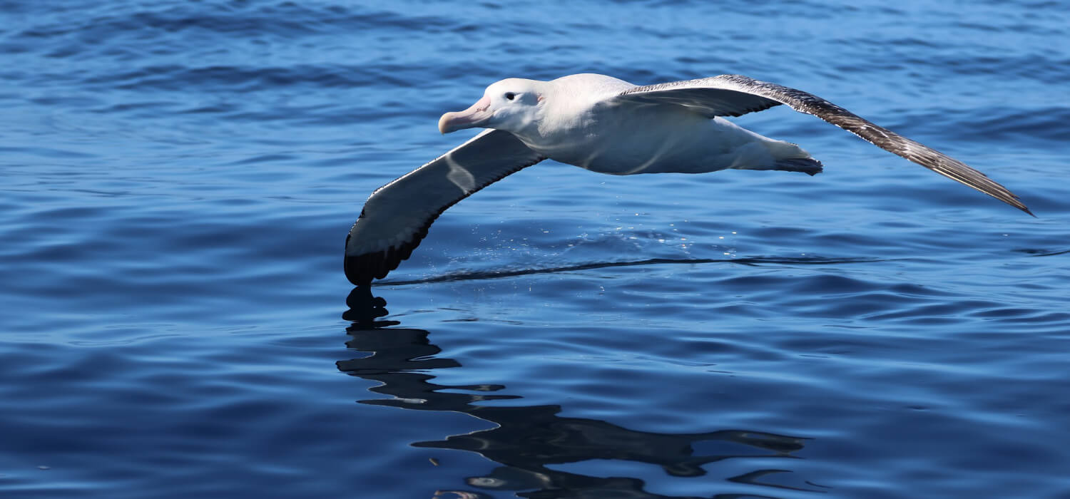 giant seagull flying very close to the ocean surface