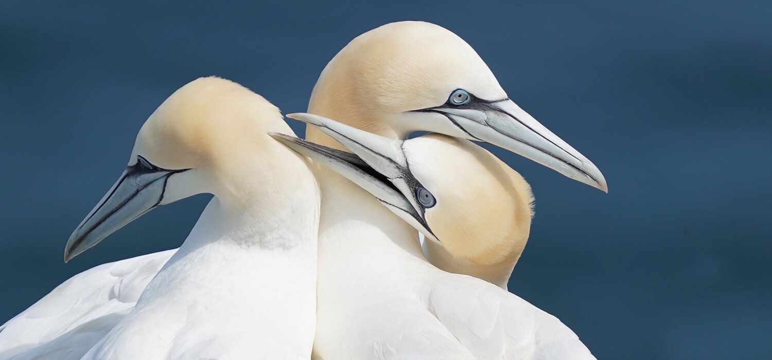 Gannets, Bempton, UK